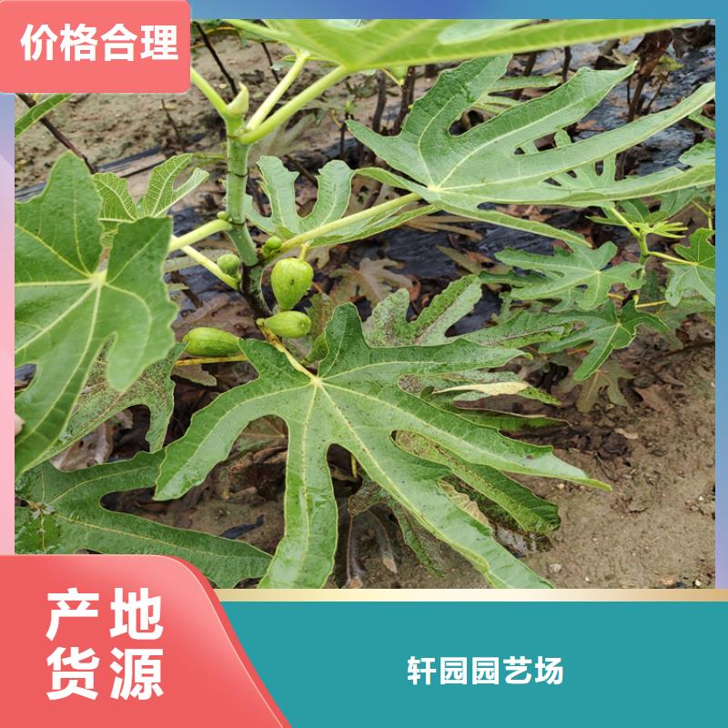 【无花果梨树苗热销产品】