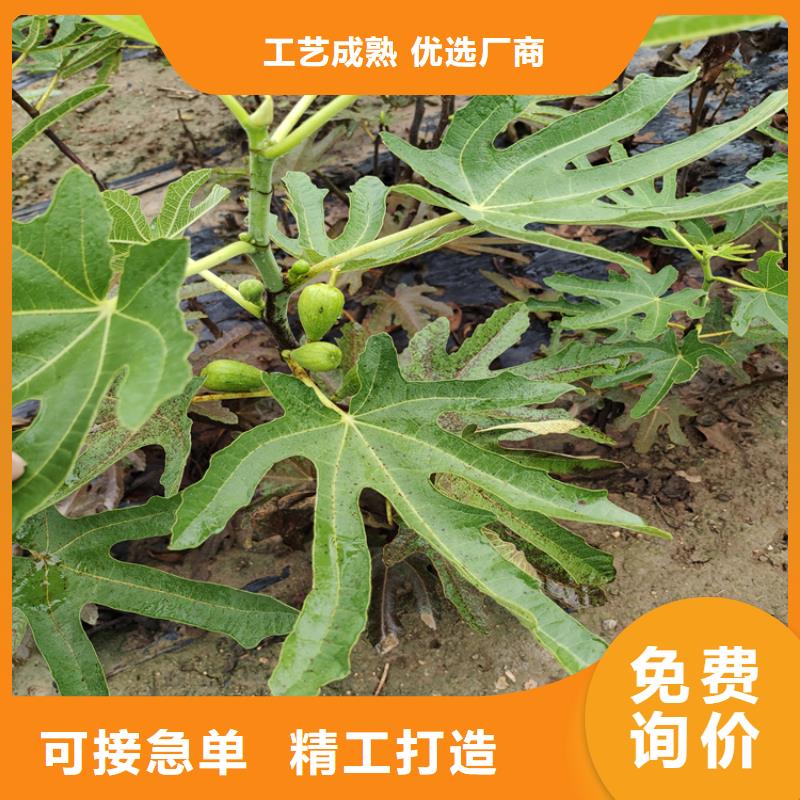 无花果,樱桃苗匠心制造