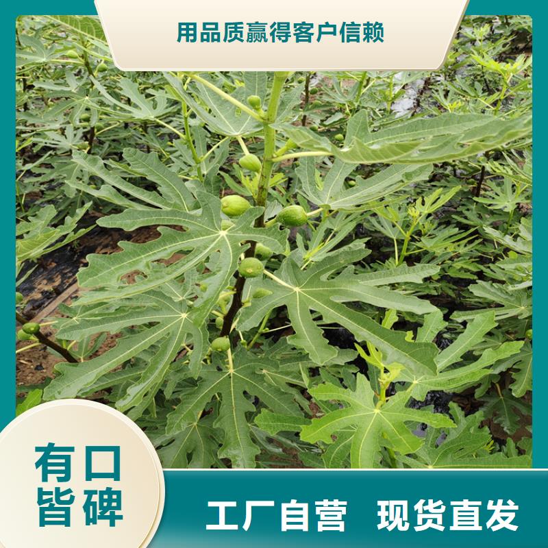 无花果_桃树苗实力公司