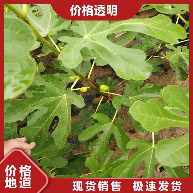 【无花果】苹果苗一手货源源头厂家