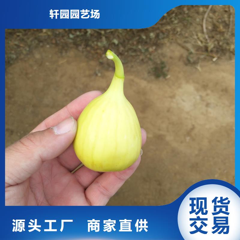 无花果,樱桃苗匠心制造