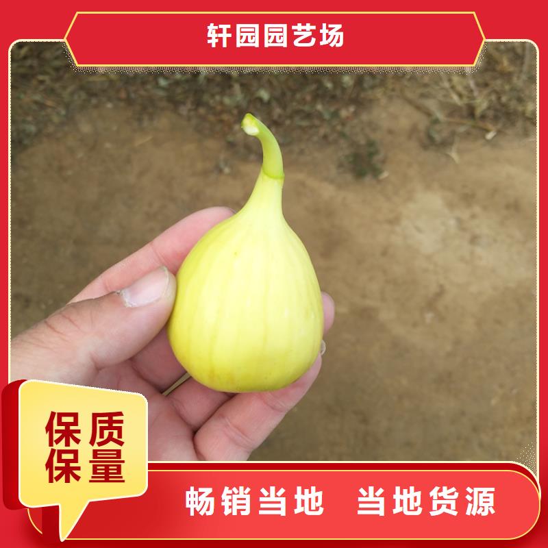 【无花果,桃树苗专心专注专业】