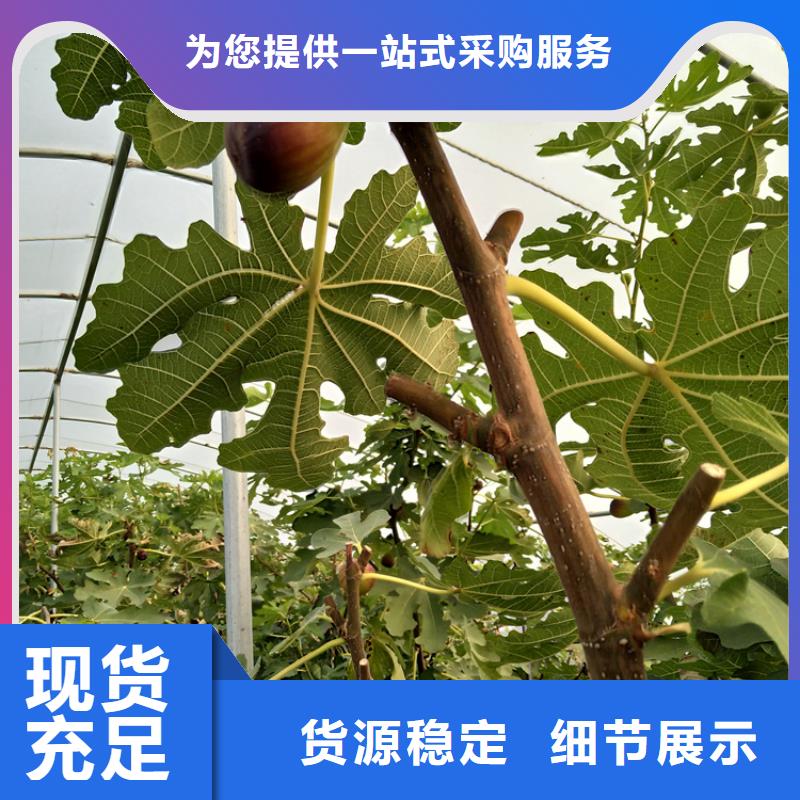 无花果苹果苗一站式采购商家