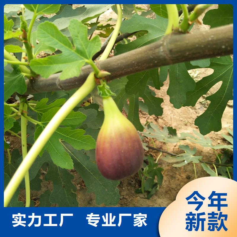 无花果石榴树产品细节参数