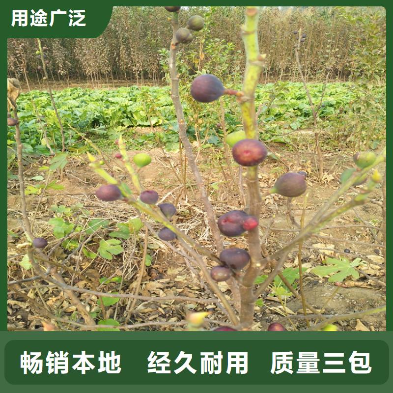 无花果樱桃苗厂家货源稳定