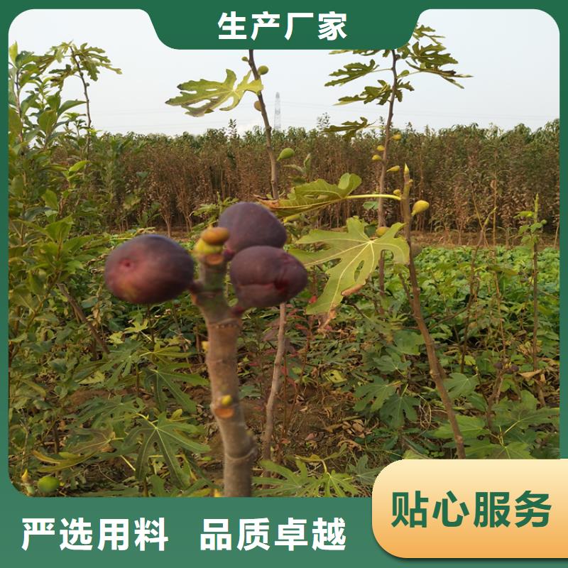 无花果【苹果苗】追求细节品质