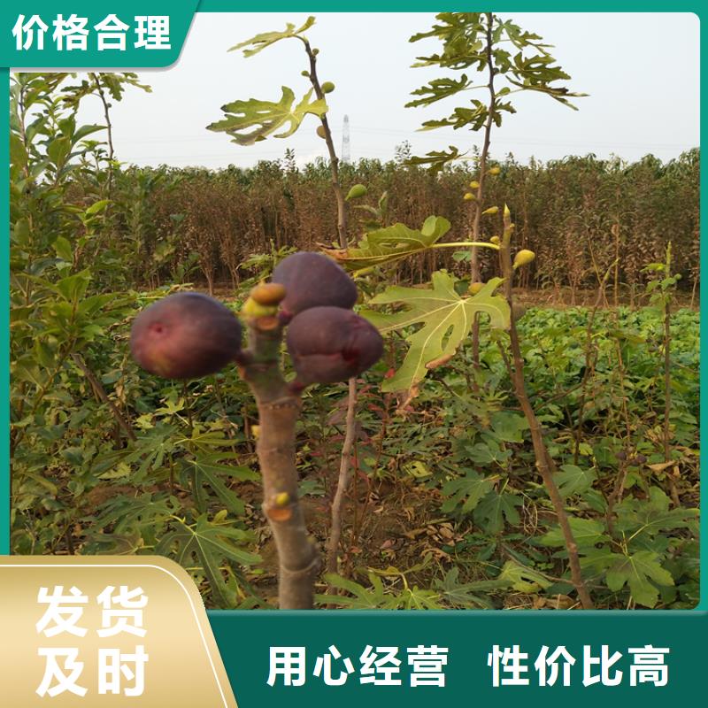 无花果西瓜番石榴苗高质量高信誉