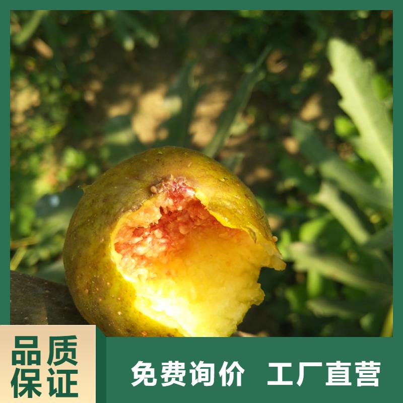 无花果杏树苗实体厂家支持定制