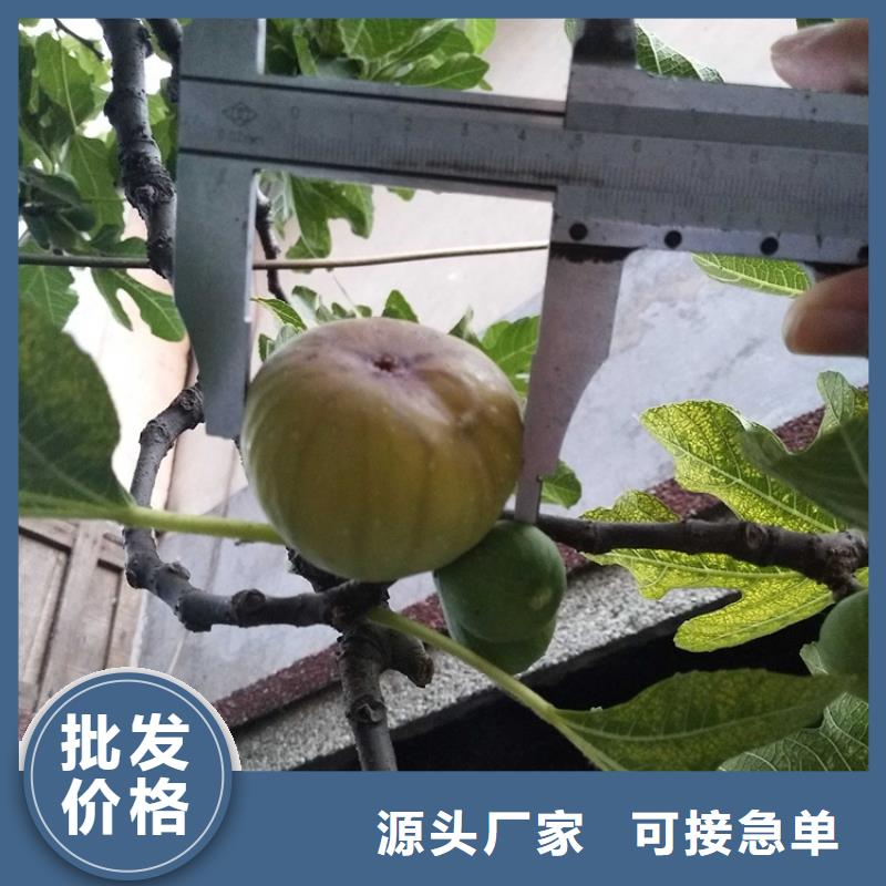 无花果石榴树价格透明