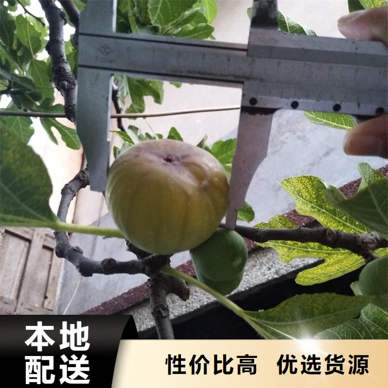 无花果-桃树苗根据要求定制