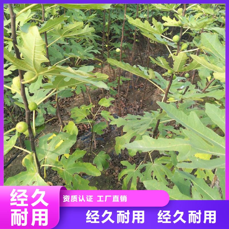 【无花果】樱桃苗我们更专业