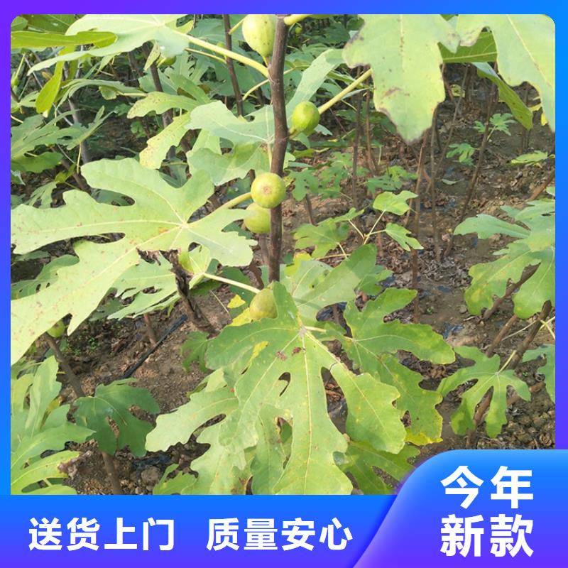 【无花果】樱桃苗我们更专业