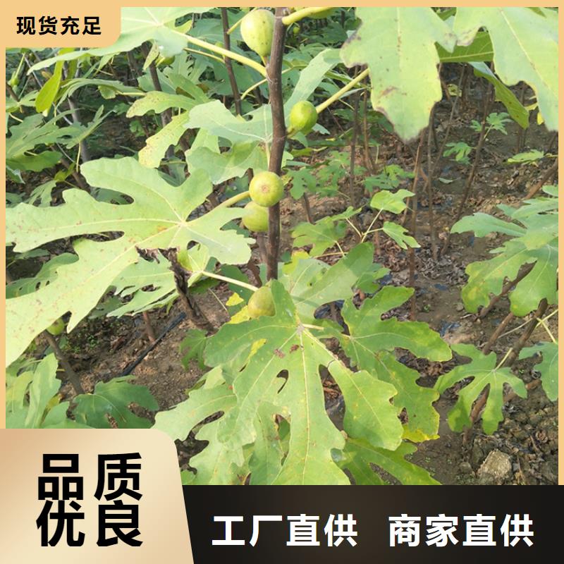 无花果苹果苗客户信赖的厂家