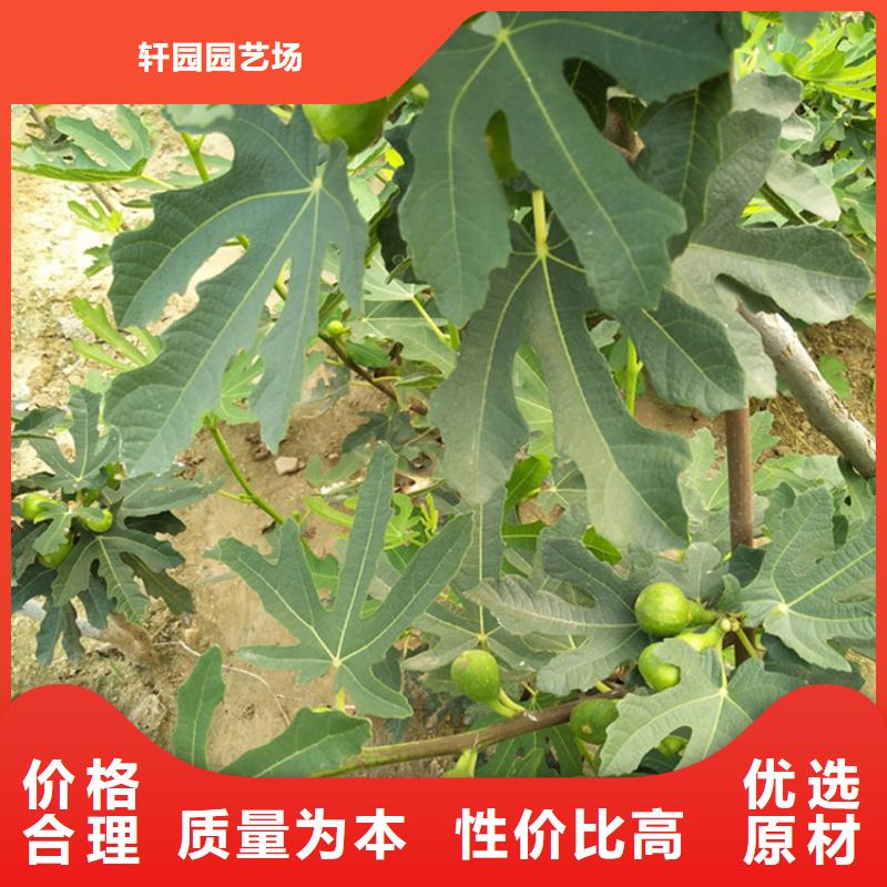 无花果-【樱桃苗】实体厂家大量现货