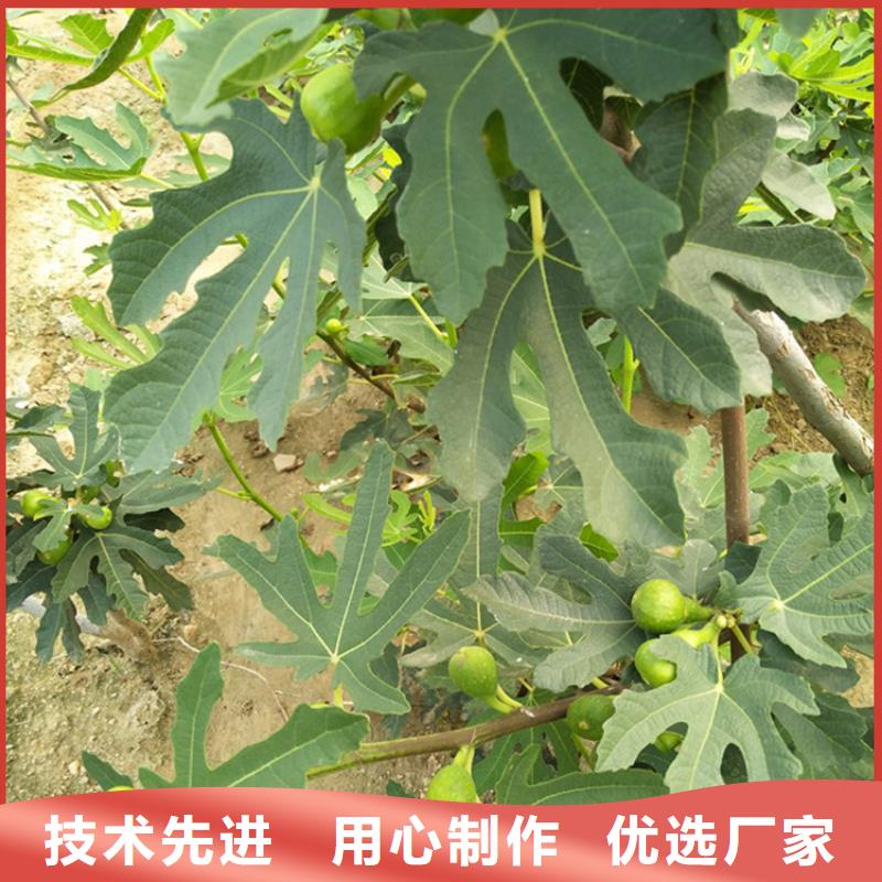 无花果石榴树产品细节参数