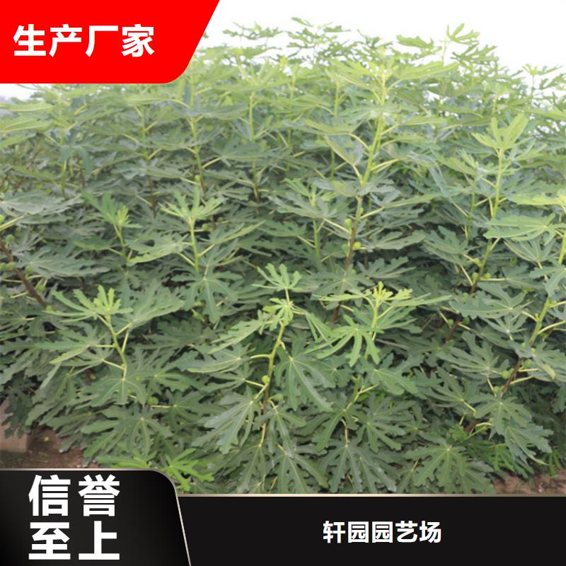 无花果【苹果苗】追求细节品质