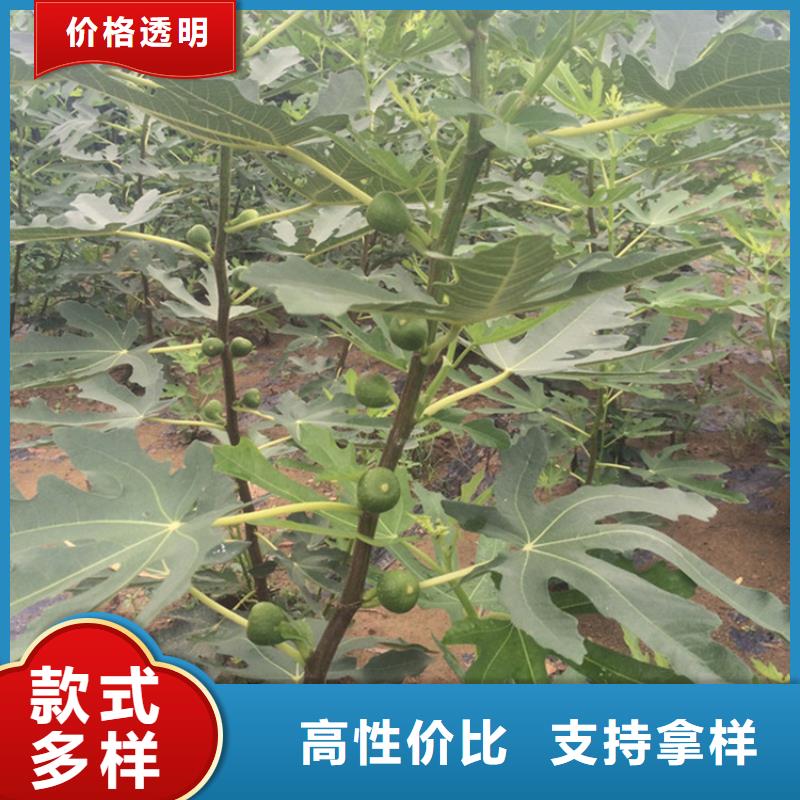 无花果苹果苗主推产品