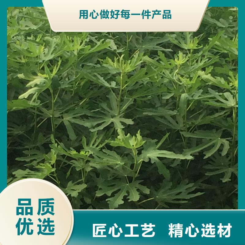 【无花果苹果苗原厂制造】