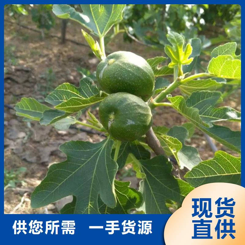 【无花果苹果苗原厂制造】