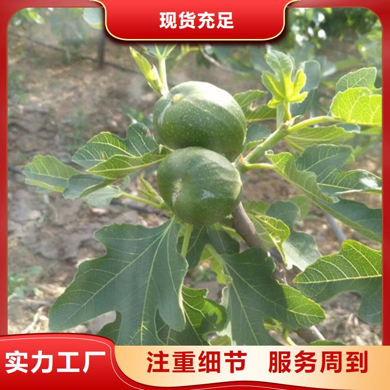 无花果_樱桃苗款式多样