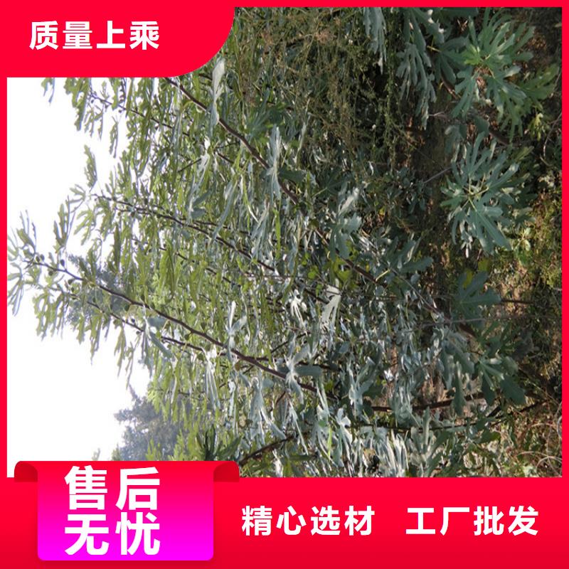 无花果杏树苗厂家货源