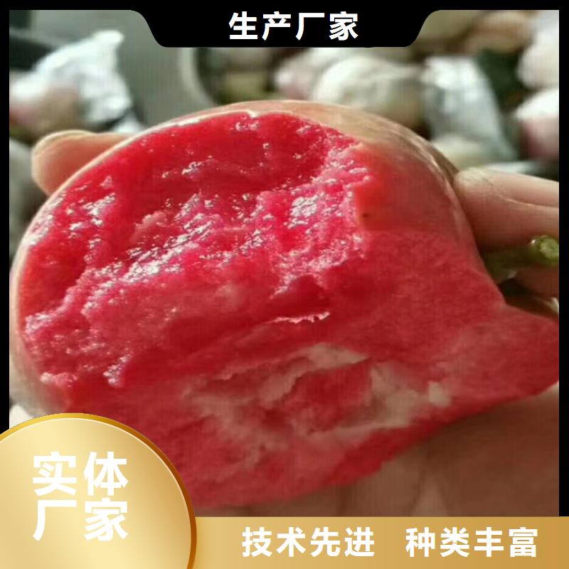 苹果杏树苗用的放心