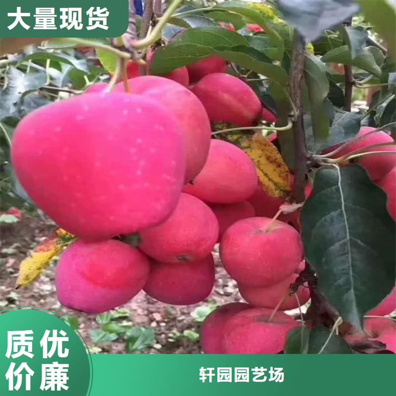 苹果樱桃苗标准工艺