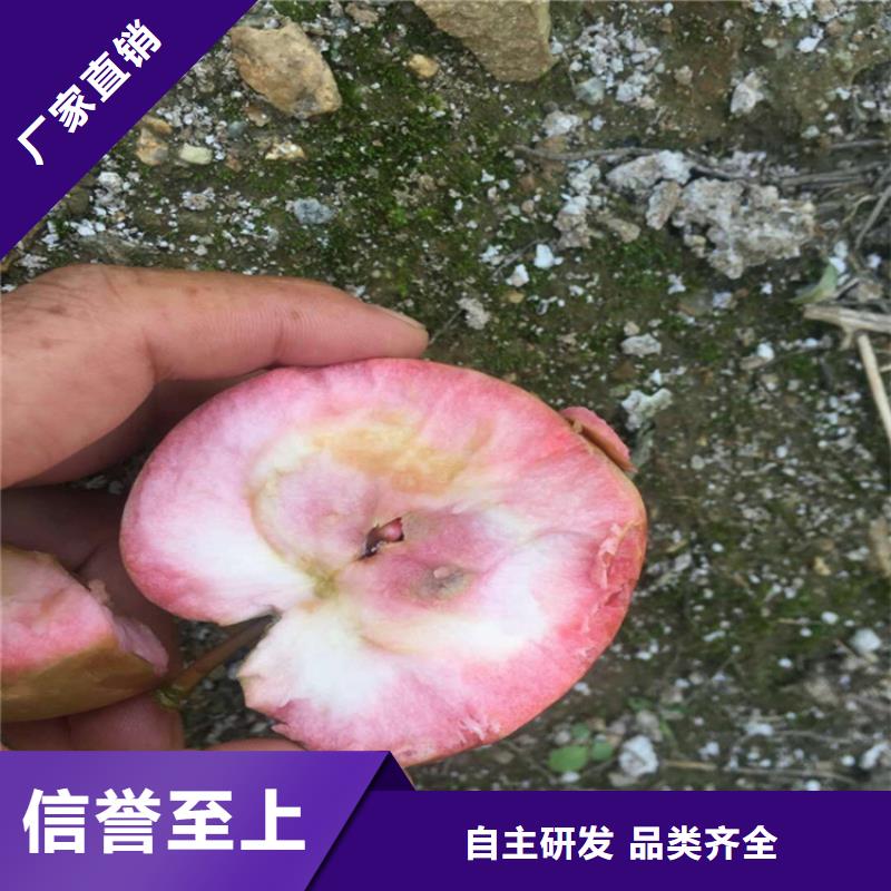 苹果,石榴树产品实拍