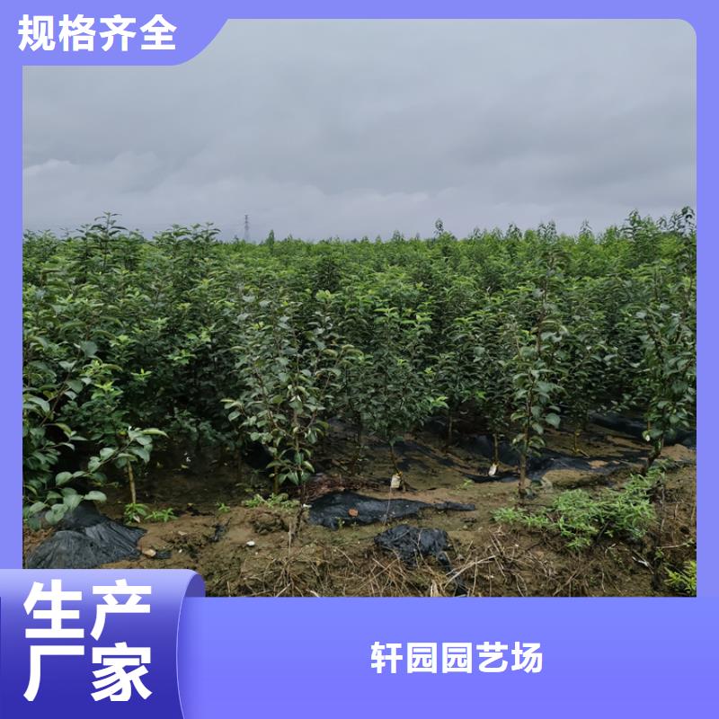 【苹果】北美冬青商家直供