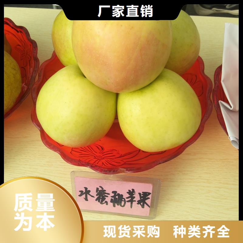 苹果西瓜苗款式新颖