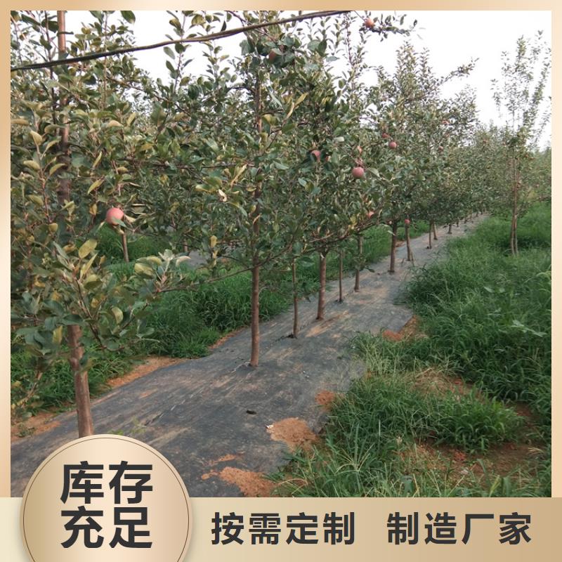 苹果-无花果苗通过国家检测