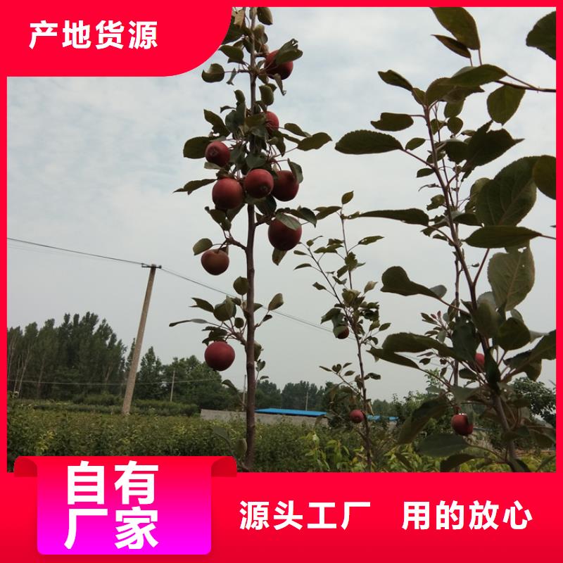 【苹果】樱桃苗大量现货