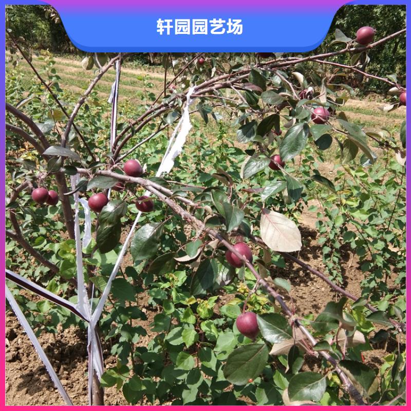 苹果,【樱桃苗】0中间商差价