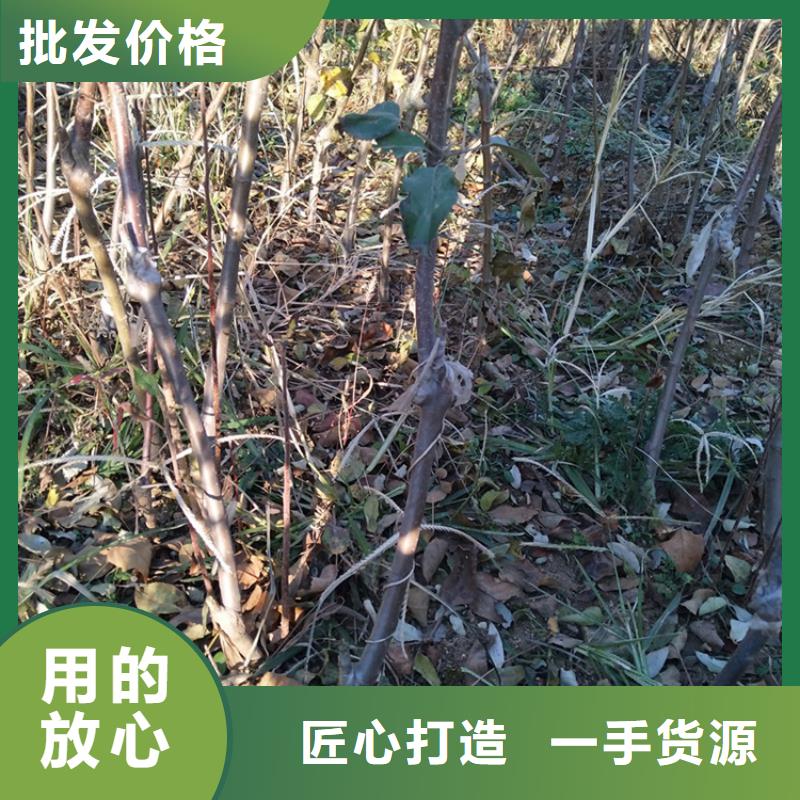 苹果【樱桃苗】产地直供