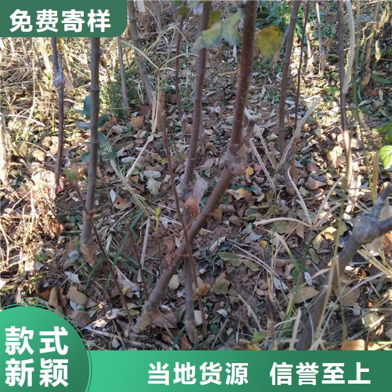 苹果蓝莓苗细节决定成败