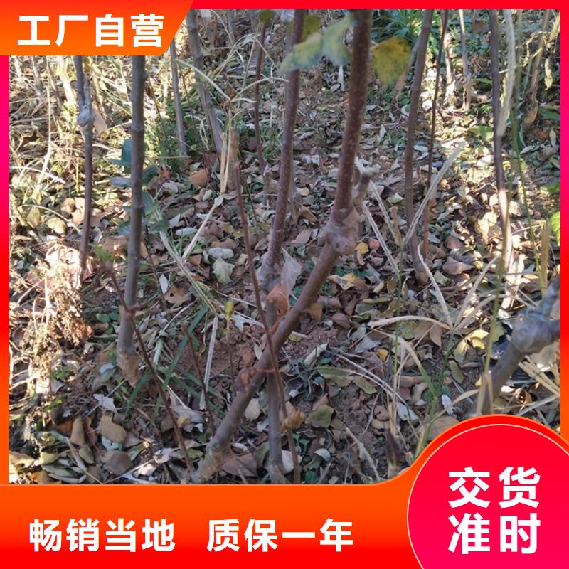 苹果梨树苗多行业适用