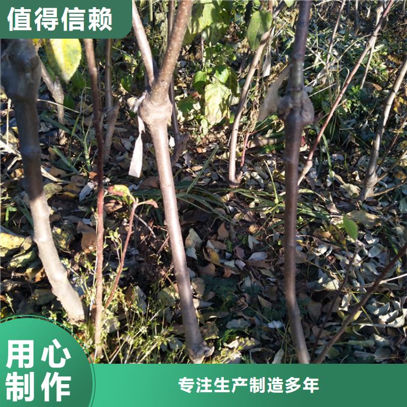 【苹果】_桃树苗品质保障价格合理