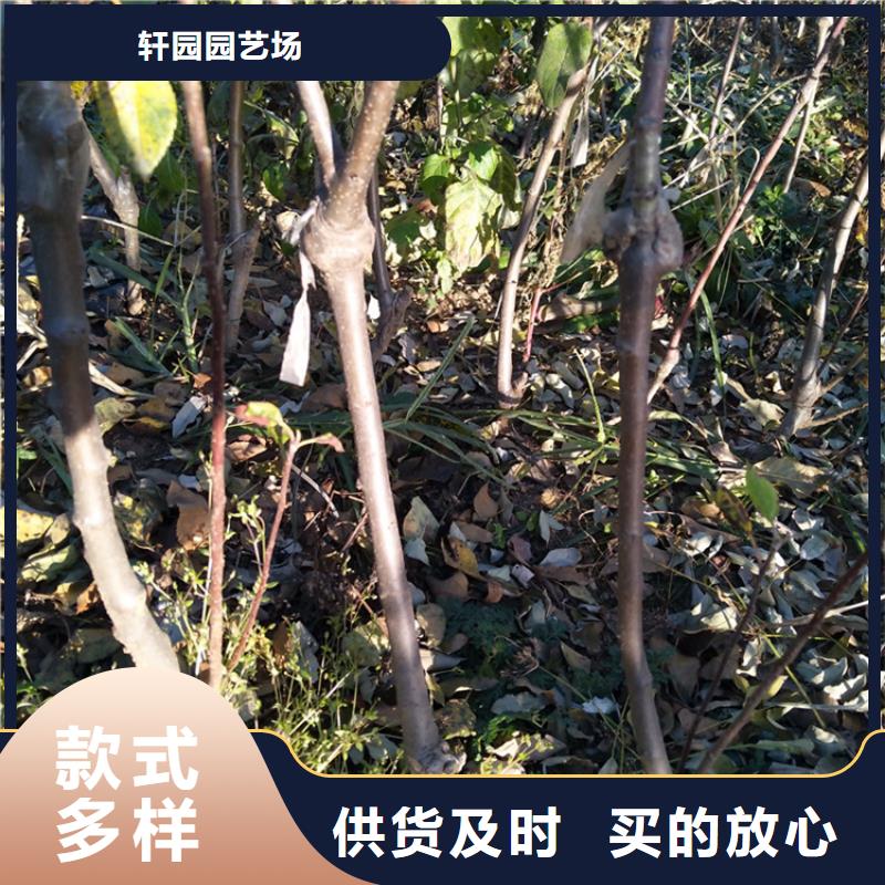 苹果梨树苗多行业适用