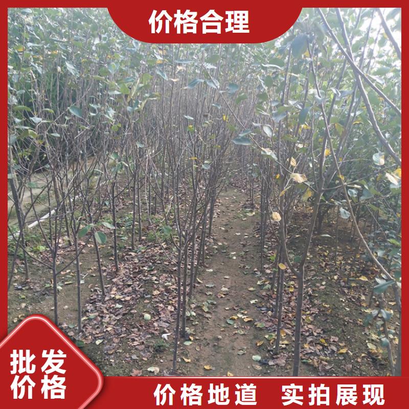 苹果,【樱桃苗】0中间商差价