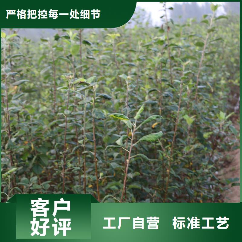 苹果玛瑙红石榴苗定制销售售后为一体