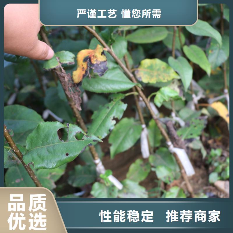 苹果,苹果苗厂家技术完善