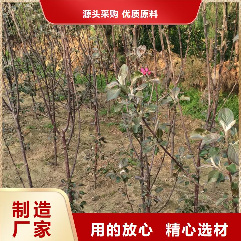 苹果杏树苗用的放心