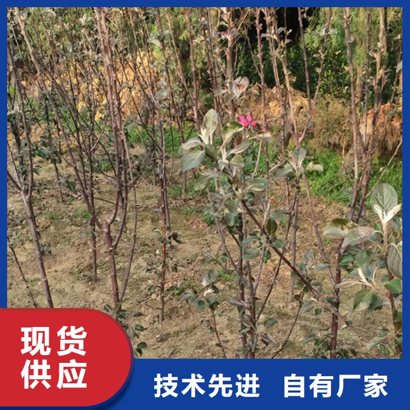 苹果樱桃苗标准工艺