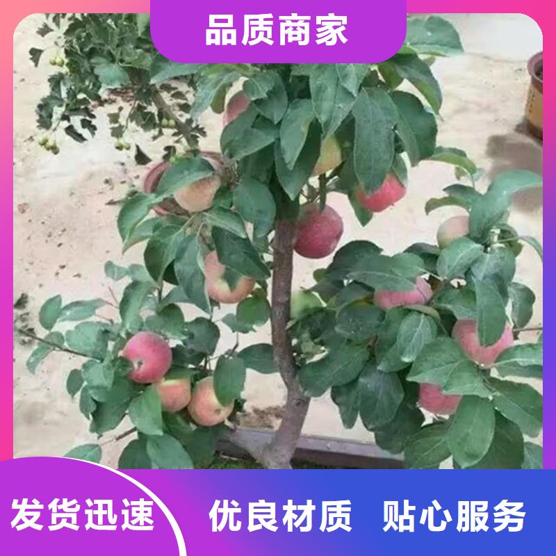 苹果杏树苗用的放心