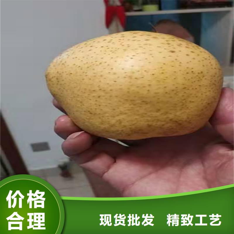 梨树桃树苗源头厂家量大价优