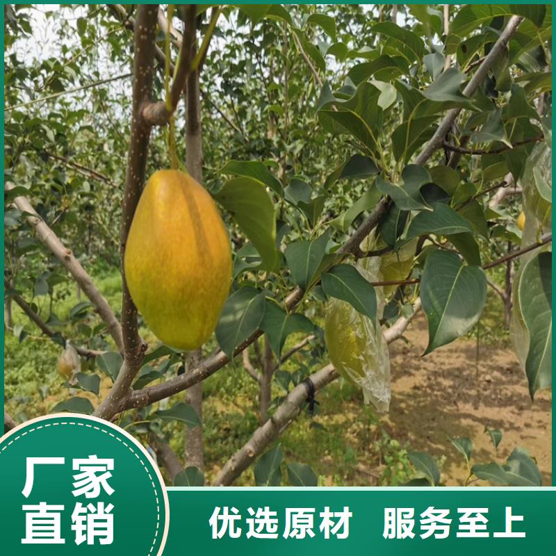 梨树无花果苗用好材做好产品