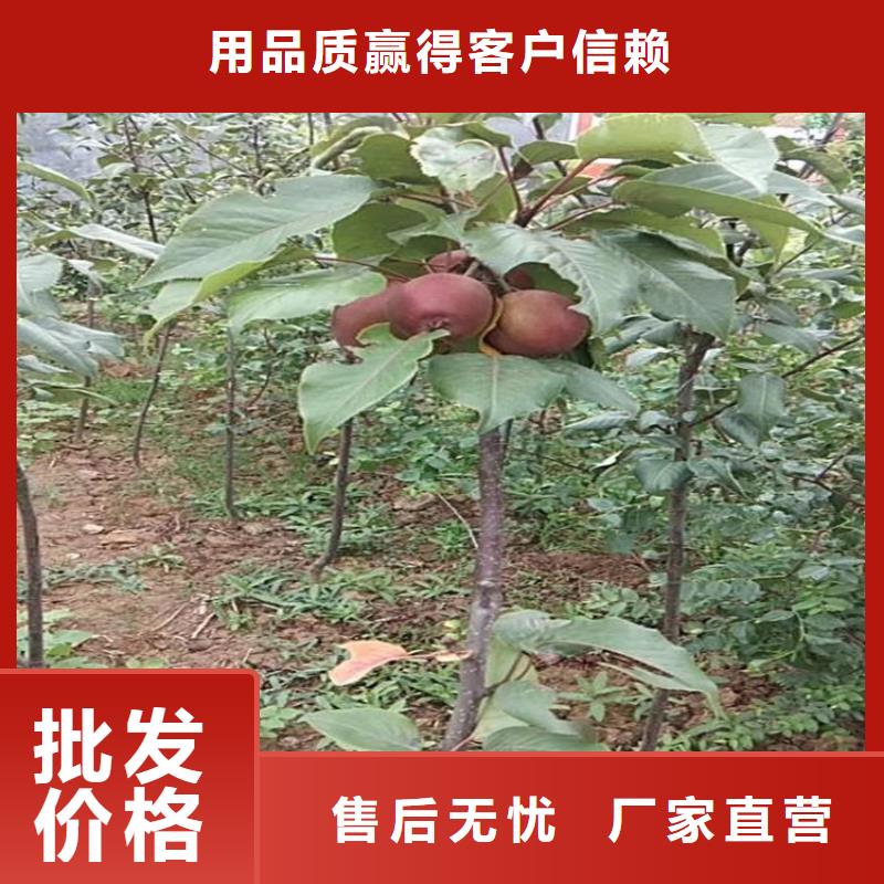 梨树桃树苗源头厂家量大价优