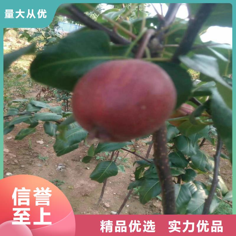 梨树无花果苗用好材做好产品