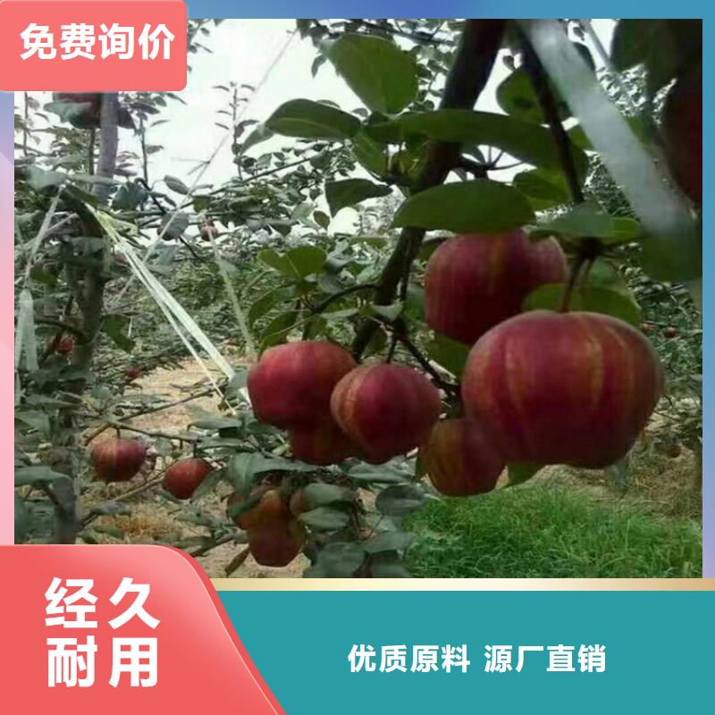 梨树樱桃苗有口皆碑