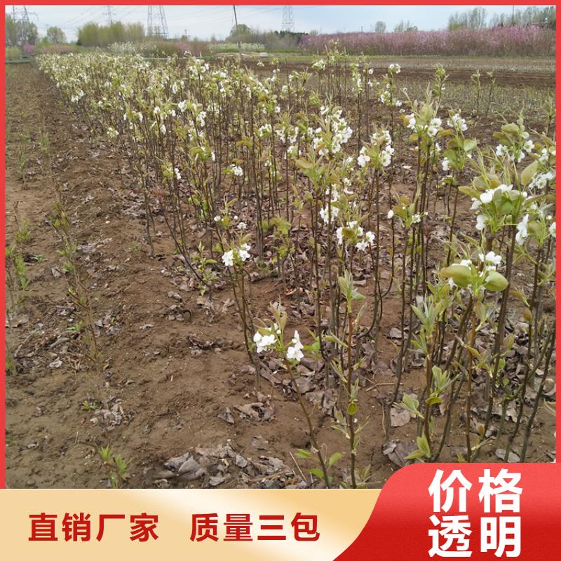 【梨树】无花果苗多家仓库发货